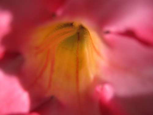 Flower Close Up Pink Yellow Magenta