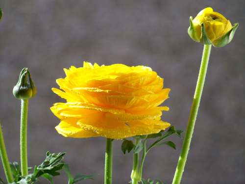 Flower Yellow Flower Flora