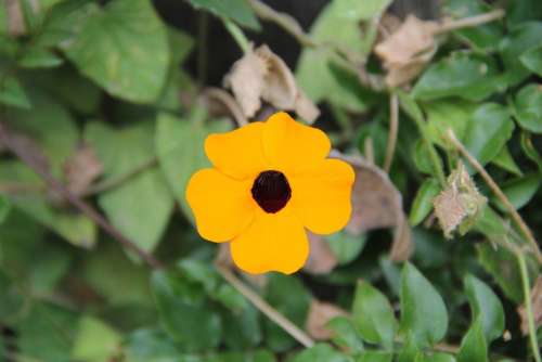 Flower Yellow Nature Plant Flora Beauty Flowering