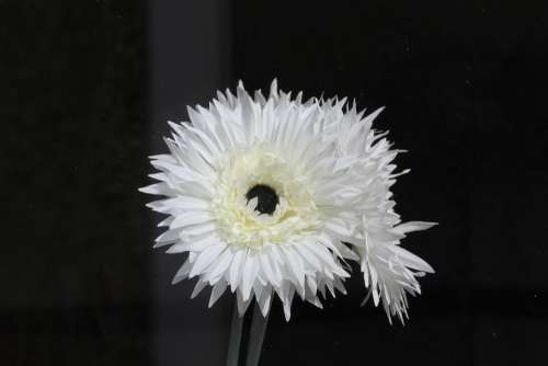 Flower Petal White Floral Summer Plant Bloom