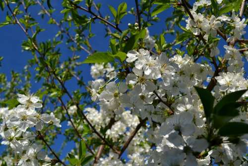 Flower Cherry Spring Nature Floral Blossom White