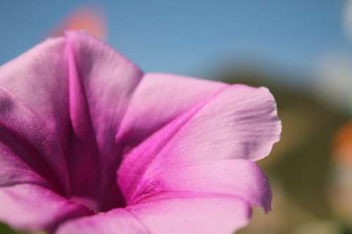 Flower Nature Spring Flowers Flora Plant