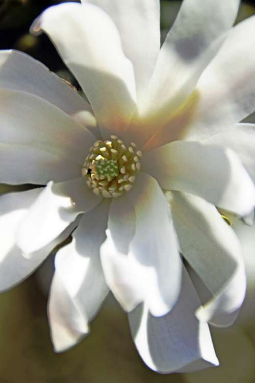 Blossom Bloom White White Blütlentracht Plant