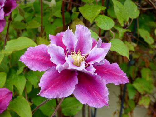 Flower Pink Bloom Garden