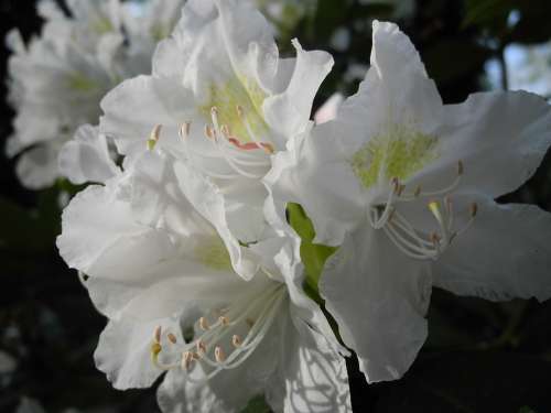 Blossom Bloom White Plant