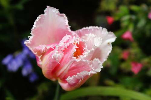 Flower Blossom Bloom Tulip Pink Tender Plant