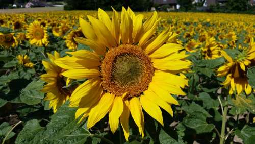 Flower Plant Sunflower Yellow Bright