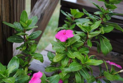 Flower Purple Impatiens Plant Nature Green Garden