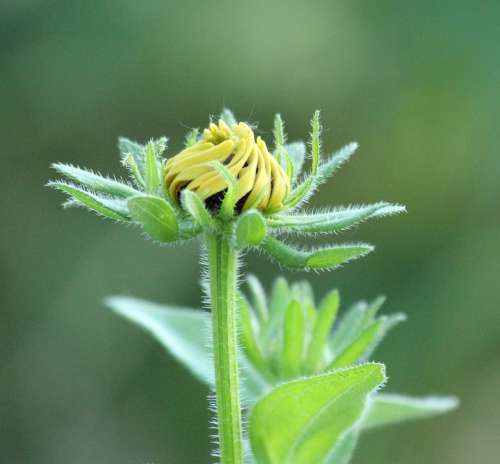 Flower Daisy Yellow Nature Plant Garden