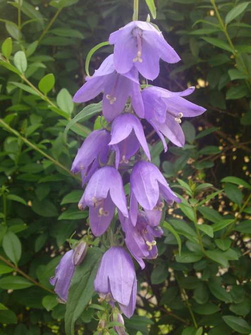 Flower Wild Flower Purple Bellflower