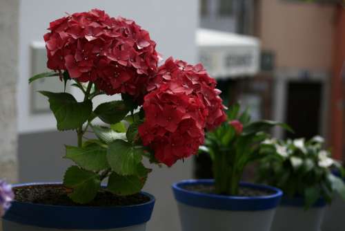 Flower Red Floral Plant Blossom Petal Bloom