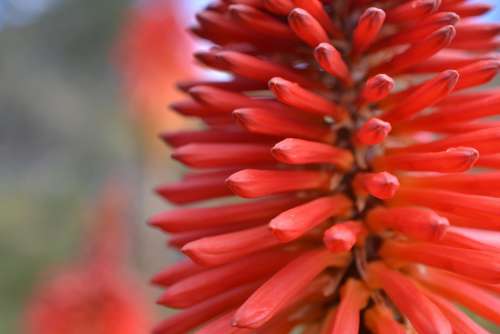 Flower Colombia Red Plant