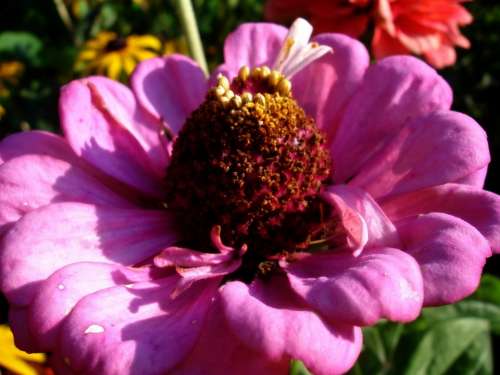 Flower Summer Garden Pink Plant