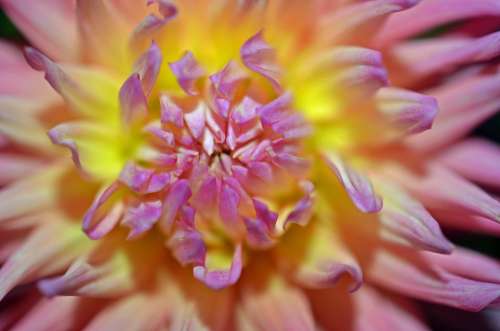 Blossom Bloom Flower Plant Pink Yellow Calyx