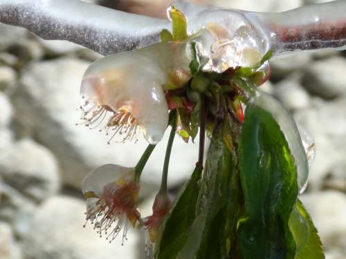 Blossom Bloom Ice Gefrohren Plant Cold Flower