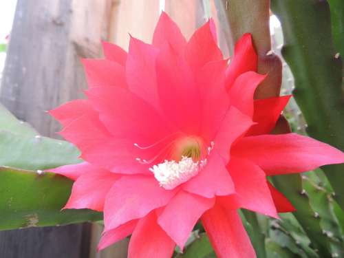 Blossom Bloom Cactus Nature Plant Red