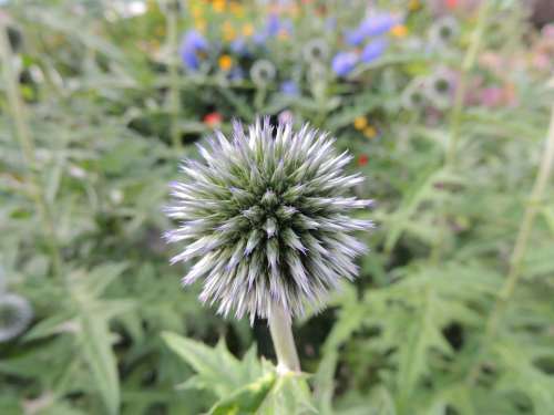 Flower Blossom Bloom Wild Plants Plant Purple