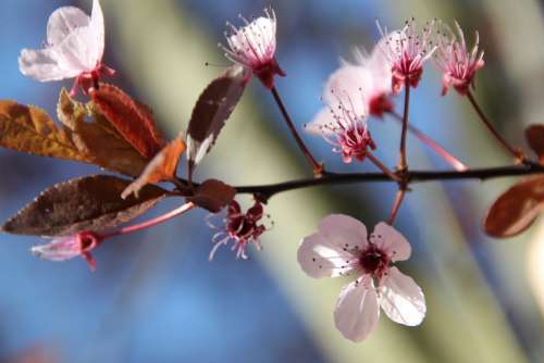 Blossom Bloom White Blossom Cherry Blossom Plant