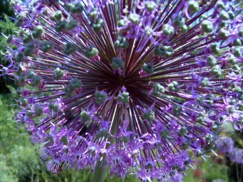 Flower Purple Mainau Island