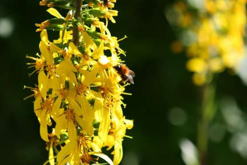 Flower Yellow Wild Flower Plant Nature Bee