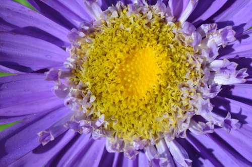 Blossom Bloom Flower Yellow Purple Plant Garden