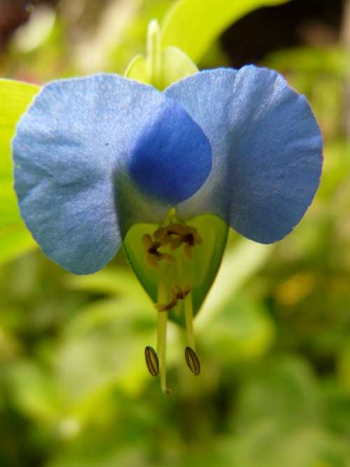 Flower Nature Plant Blue Blossom Bloom