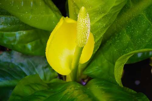 Flower Spring Season Raindrops Macro Background