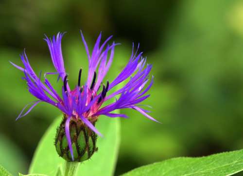 Flower Garden Stamen Leaves Leaf Petal