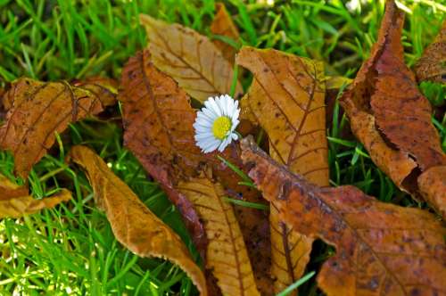 Flower Leaves Leaf Autumn Season Background