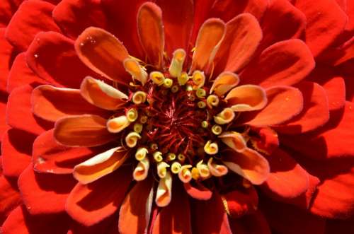 Blossom Bloom Flower Red Plant Flowering Plant