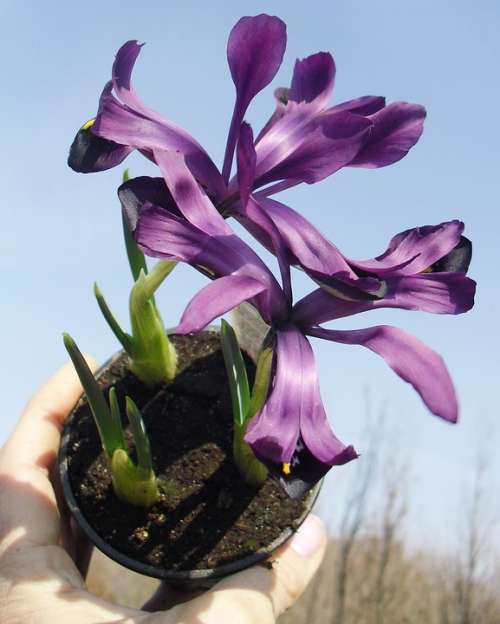 Flower Violet Dark Vase
