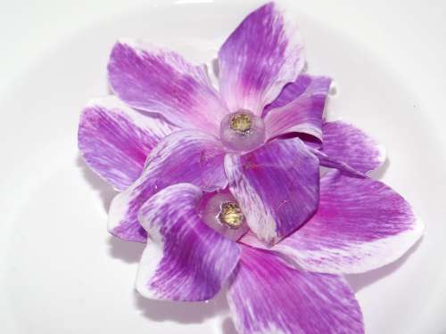 Blossom Bloom Cyclamen Purple Plant