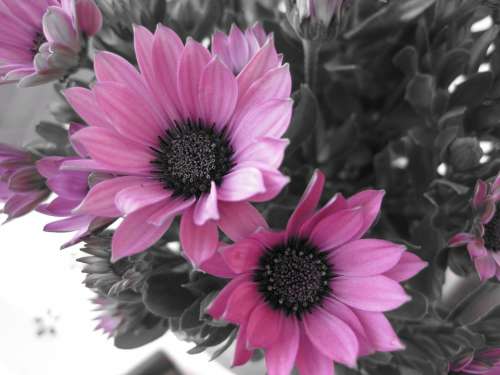 Flower Flowers Nature Black And White Photo Pink