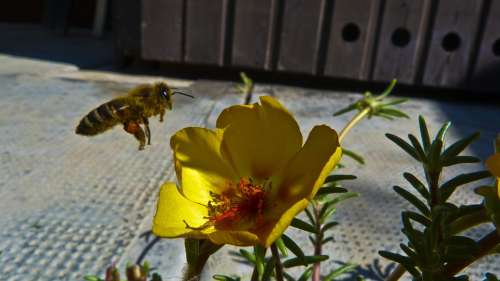 Flower Pollen Bee