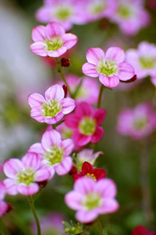 Flower Garden Flora Pink Inflorescence