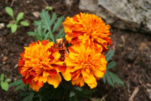 Flower Garden Flora