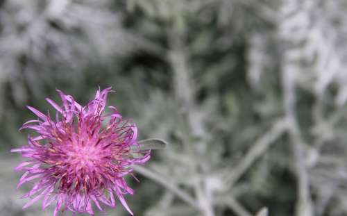 Flower Bloom Pink Nature Outside Isolated Color