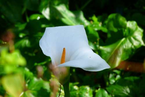 Flower Kalla White Blossom Bloom Plant Spring
