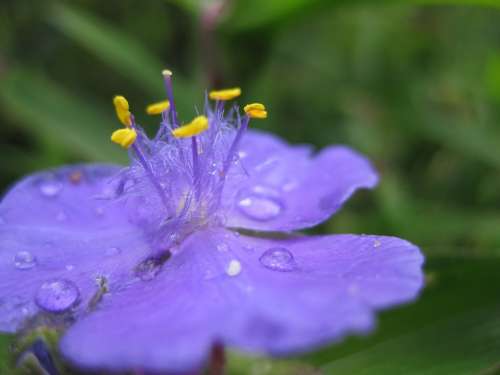 Blossom Bloom Drop Of Water Purple