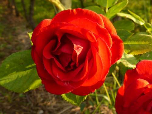 Flower Blossom Bloom Red Nature Plant