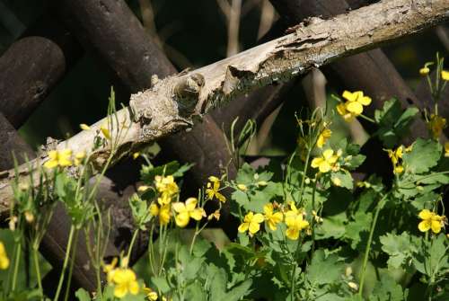 Flower Plant Macro Yellow Flowers Branch Fence