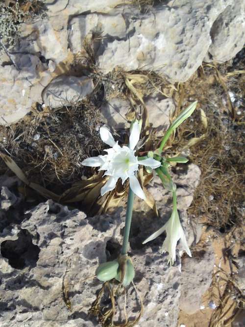 Flower Blossom Bloom White Nature Spring Karg