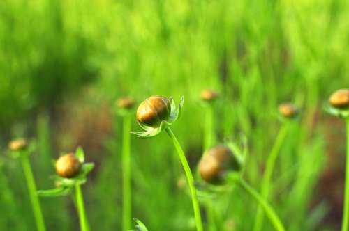 Flower Buds Buds Flowers Grass Green