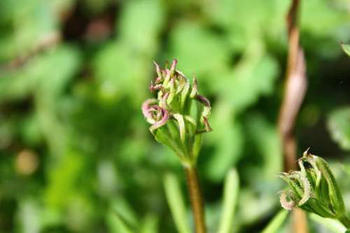 Flower Field Weed Meadow Polyana Grass Spring