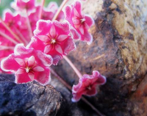 Flower Head Florets Pink Wax-Like Velvety Fragrant