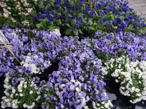 Flower Market Denmark Funen Bluebells