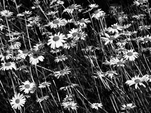 Flower Meadow Nature Flowers Farbenpracht Summer