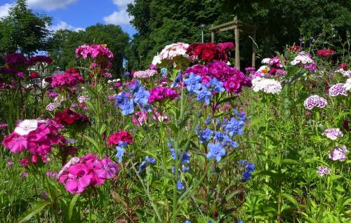 Flower Meadow Summer Summer Flowers Blue Violet