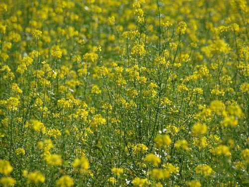 Flower Meadow Yellow Flower Plant Nature