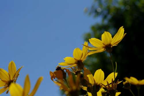 Flower Yellow Green Sky Plant